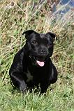 STAFFIE 064